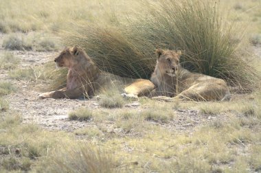 Kenya savanındaki aslan