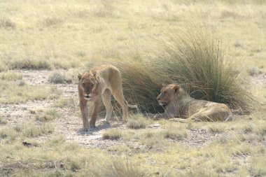 Kenya savanındaki aslan