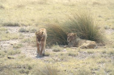 Savanadaki aslanlar, Kenya