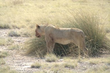 Aslan vahşi Afrika 'da