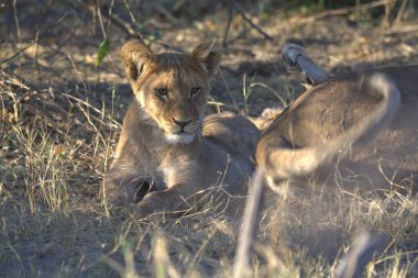 Afrika 'nın bozkırındaki aslan