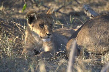 Doğada yavrusu olan dişi aslan.