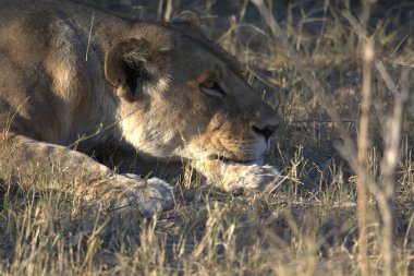 Afrika 'nın bozkırındaki aslan