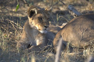 Aslan yavrusu çimlerde