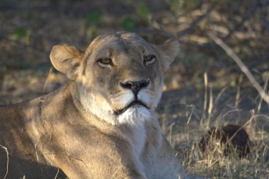 Kameraya bakan bir erkek aslanın yakın çekim görüntüsü.
