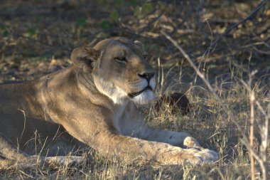 Afrika 'daki savanda bir erkek aslan.