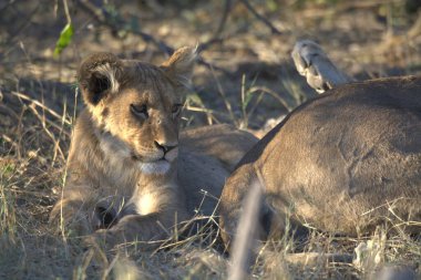 Kenya bozkırında genç bir aslan