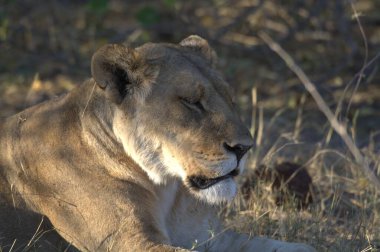 Güney Afrika 'daki Kruger Ulusal Parkı' nda dişi aslan (panthera leo).