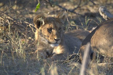 Güney Afrika 'daki Kruger Ulusal Parkı' nda Aslan