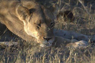 Aslan yavrusu çimlerde.