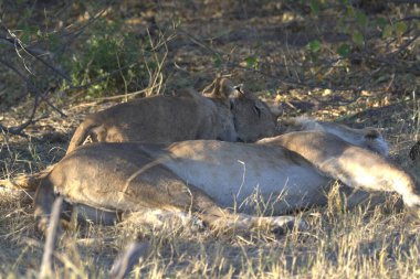 Savanadaki aslanlar, Kenya, Afrika
