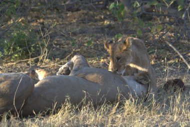 Savanadaki genç aslanlar
