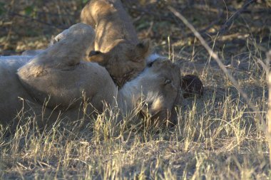 Kenya savanındaki aslanlar