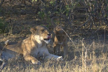 Güney Afrika 'da Kruger Ulusal Rezervi' nde bir çalılıkta dişi aslan (panthera leo).