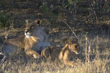 Aslan yavrusu ve aslan doğada