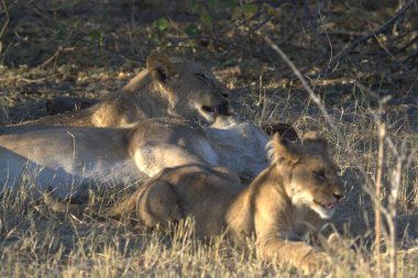 Güneşin altında çimenlerde yavrularıyla dişi aslanlar.