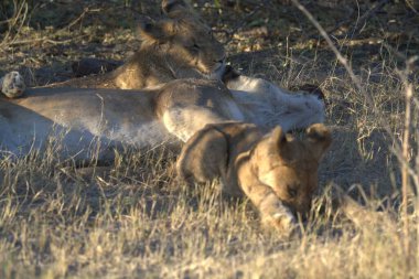 Afrika 'nın bozkırındaki aslan