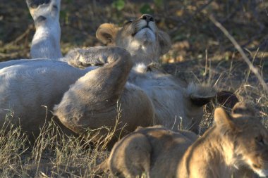 Güney Afrika 'daki Kruger Ulusal Parkı' nda aslan ailesi.