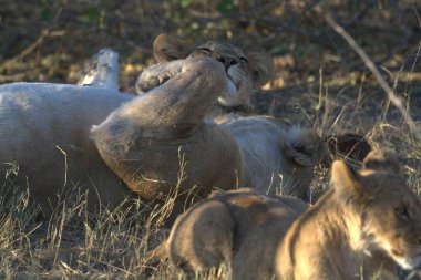 Afrika, Kenya 'da dişi aslan.