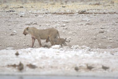 Bir çift aslan vahşi doğada