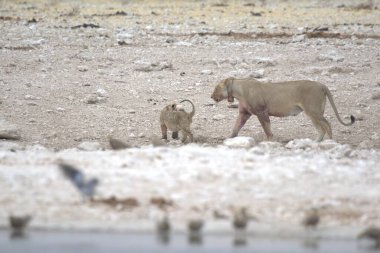 Kenya savanındaki aslan