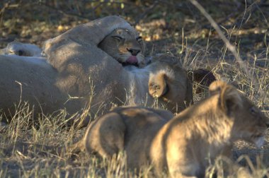 Hayvanat bahçesinde bir grup aslan.