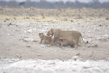 Çölde bir grup aslan.