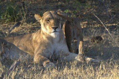 Afrika 'da, bozkırda bir aslan