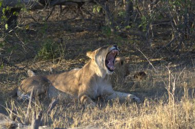 Güney Afrika 'daki Kruger Ulusal Parkı' nda dişi aslan.