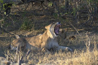 Afrika savanındaki aslan.