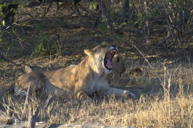 Aslan ın kruger national park, Güney Afrika