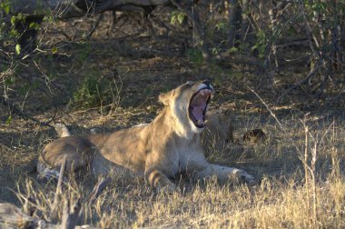 Aslan (panthera leo), Panthera leo, Güney Afrika, Kenya