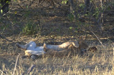 Hayvanat bahçesinde bir grup aslan.