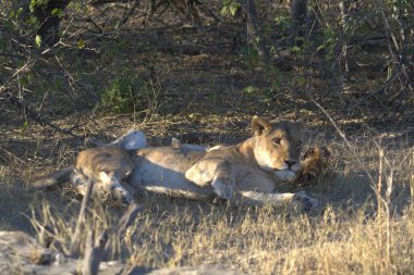 Afrika 'nın savanasında yatan bir aslan.
