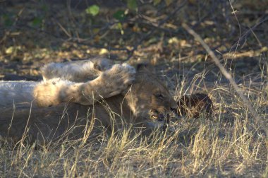 Kenya bozkırında bir aslan