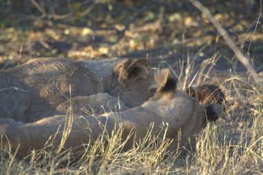 Aslan Kenya Milli Parkı