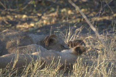 Botswana 'daki Chobe Ulusal Parkı' nda çimlerin üzerinde yatan aslan yavrusunun yakın plan fotoğrafı.