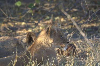 Lion (panthera leo) savanada, Kruger Ulusal Parkı, Güney Afrika