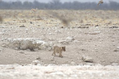Afrika 'da savanadaki aslan