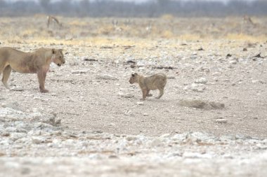 Etoşa parkında genç aslanlar