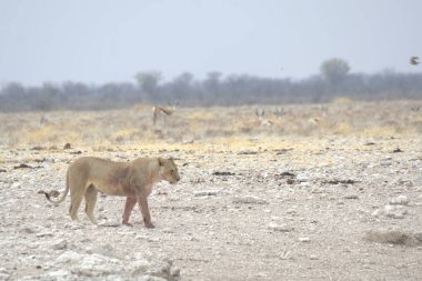 Namibya 'daki Afrika aslanı