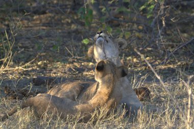 Vahşi doğada dişi aslan.