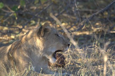 Güney Afrika 'daki Kruger Ulusal Parkı' nda aslan var.