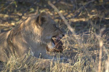 Parktaki çimlerin üzerinde bir erkek aslanın yakın plan fotoğrafı.