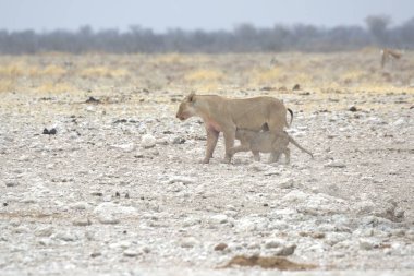 Etoşa Ulusal Parkı 'ndaki Afrika aslanı.