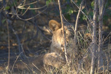 Vahşi doğada dişi aslan.