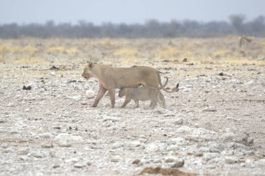 İsrail çölünde vahşi bir at sürüsü.