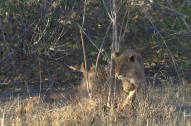 Afrika savanındaki aslan.