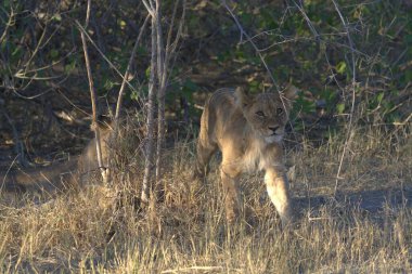 Güney Afrika 'daki Kruger Ulusal Parkı' nda aslan var.