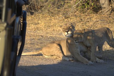 Savannah dişi aslan